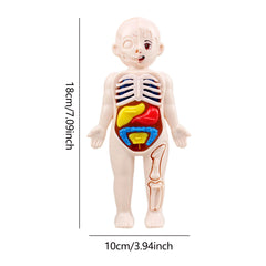 Human Body Model Anatomy Doll Soft Doll Toy Model Anatomy Anatomical Internal Organs Doll Educational Soft Toy