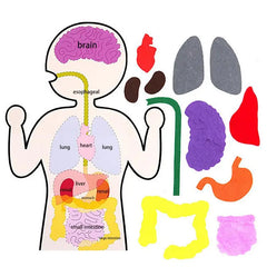 Children's Anatomy Human Body Organs Teaching Aids DIY Felt Body Parts Materials Kit Learning and Cognitive Supplies for Kids